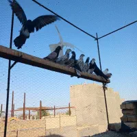 کفتر پرشی|پرنده|ساوه, |دیوار