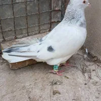 سرکه ای ذات هفترنگ