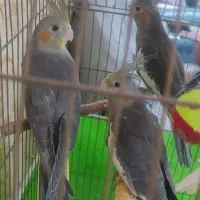 جوجه عروس هلندی