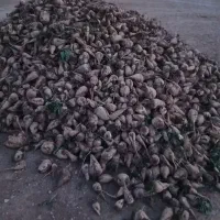 چغندر|عمده‌فروشی|کنگاور, |دیوار