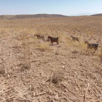 بز داشتی|حیوانات مزرعه|شیراز, احمدآباد|دیوار