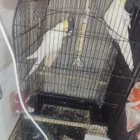 عروس هلندی سخن گو|پرنده|قم, نخودی|دیوار