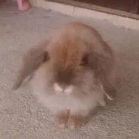 خرگوش لوپ|موش و خرگوش|ماهدشت, |دیوار