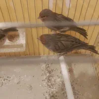 قناری سرخ نر مست و ماده اماده|پرنده|مرودشت, علیآباد|دیوار