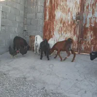 کهره نر|حیوانات مزرعه|حاجی آباد, |دیوار