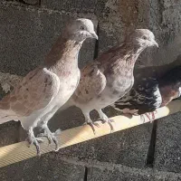 کبوتر سرور هما|پرنده|بومهن, |دیوار