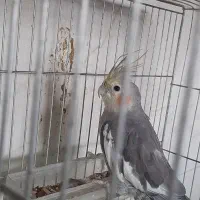 جوجه عروس هلندی|پرنده|نقده, |دیوار