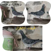 کبوتر پلاکی|پرنده|میاندوآب, |دیوار