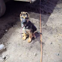 واگذاری سگ ژرمن|سگ|آستانه اشرفیه, |دیوار