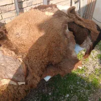 پوست گوسفند|پادری|گنبد کاووس, |دیوار