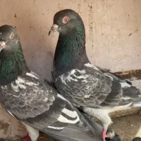 کبوتر(به قیمت سله)کفتر