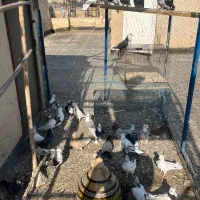 نروماده پرشی|پرنده|قم, حنیف نژاد|دیوار