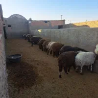 دام سبک|حیوانات مزرعه|سبزوار, قصبه شرقی|دیوار