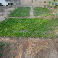 شتیل گوجه.|خدمات باغبانی و درختکاری|میاندوآب, |دیوار