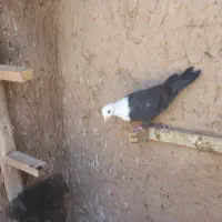 کبوتر جونه ۳ پر انداختن