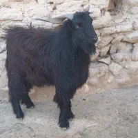 ۲ تا پازن چاق و سرحال