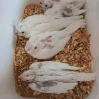 عروس هلندی|پرنده|ایذه, |دیوار