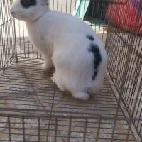 خرگوش خونگی|موش و خرگوش|شهرضا, |دیوار