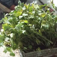 90 عدد نشا بادمجان دلمه رامهرمز