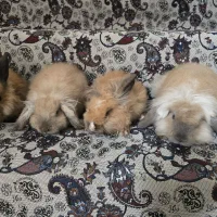 خرگوش لوپ|موش و خرگوش|کومله, |دیوار