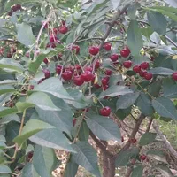 باغ  باغچه شهریار صباشهر|فروش زمین و ملک کلنگی|تهران, شهرک طالقانی|دیوار