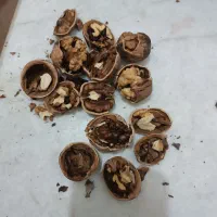 گردوی امسال چرب خوشمزه|خوردنی و آشامیدنی|سبزوار, قلعه‌نو دهزار|دیوار