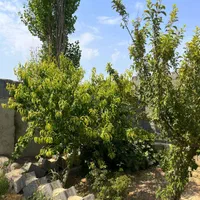 باغ چهار دیواری قدیمی ( انواع درختان میوه بارده)|فروش زمین و ملک کلنگی|رباط‌کریم, |دیوار