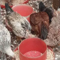 تعدادی خروس واردک