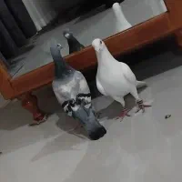 سفید المانی  سبز المانی