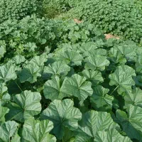 سبزی و توله و خورشتی تازه رامهرمز