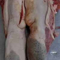 کوی معین زاده