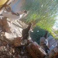 کبوتر|پرنده|گلبهار, شهر جدید گلبهار|دیوار