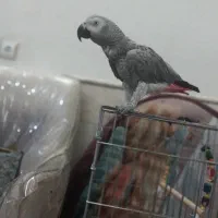 کاسکو سخنگو ماده جوان