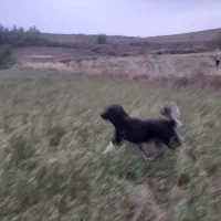 سگ نگهبان