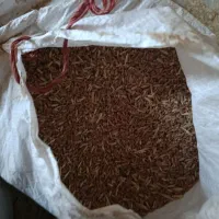 فروش گندم