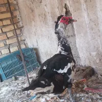 اردک خارجی نر  معاوضه