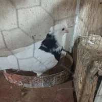 معاوضه باکفتر چینی یافنج کینگ|پرنده|بندر ماهشهر, |دیوار