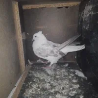 کبوتر