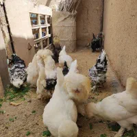 تخم نطفه دار مرغ و خروس سلطان اصیل
