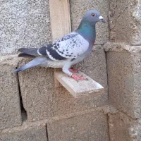 کبوتر مسافتی