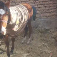 یک عدد کره|اسب و تجهیزات اسبسواری|فارسان, |دیوار