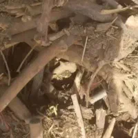 چوب انار مخصوص کبابی ها