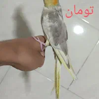 عروس دستی|پرنده|تفت, |دیوار