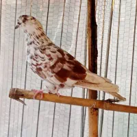 پرشی  بلند پرواز