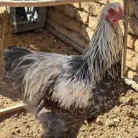 دو عدد خروس بی اس او درجه یک