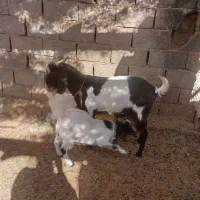 فروش دو عدد بزغاله نر وماده پاکستانی|حیوانات مزرعه|قائن, |دیوار