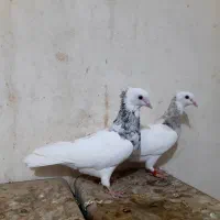 جفت نروماده طوق سرور بی عیب هفت رنگ|پرنده|ششده و قره بلاغ, |دیوار