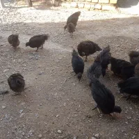 جوجه مرغ