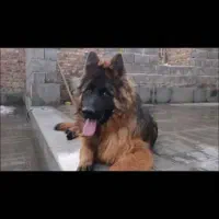 سگ ژرمن شولاین ۴۰تومن