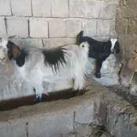 دو بز و بزغاله داشتی و پرواری